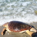 Caretta