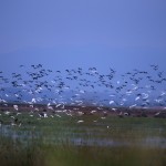 Samsun Kızılırmak Deltası Kuş Cenneti