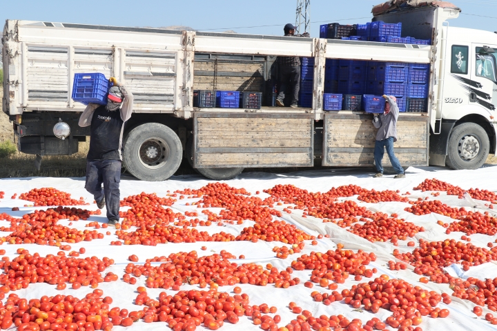 Elazığ’da kurutulan domatesler 