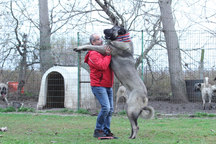 Kangal köpek