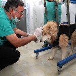 Köpekler için Fizik Tedavi Merkezi