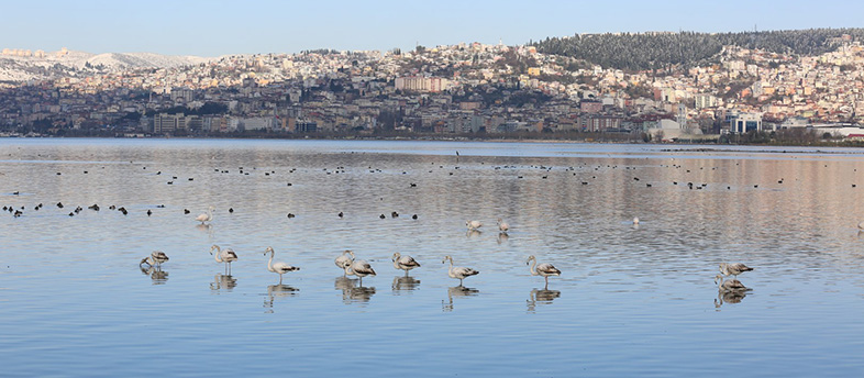 Kocaeli artık göç rotası oldu 