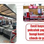 Evcil
