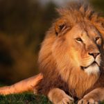 Fransa'da evinde aslan besleyen şahsa 8 ay hapis, 14 bin 500 euro para cezası