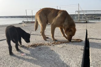 Almanya’da yaşayan gurbetçi, depremzede sokak hayvanlarını unutmadı
