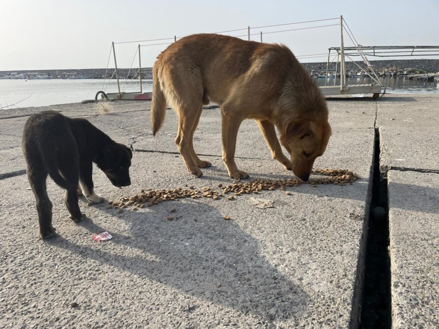 Almanya’da yaşayan gurbetçi, depremzede sokak hayvanlarını unutmadı