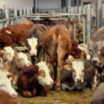 Avrupa’nın en büyük canlı hayvan pazarı kapatıldı