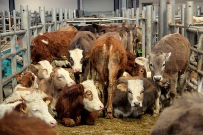 Avrupa’nın en büyük canlı hayvan pazarı kapatıldı