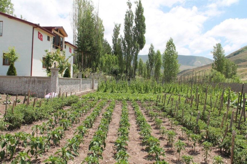 Gurbetçi, memleketine 500 adet meyve ağacı dikti