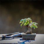 IKEA Bitki Bonsai