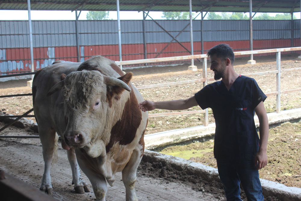 İkinci el otomobil fiyatına kurbanlık