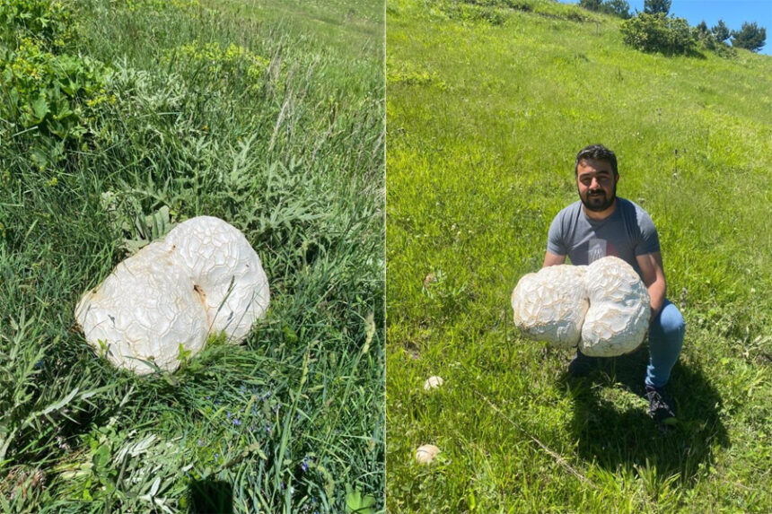 Bulduğunda kaya sandı, ne olduğunu anlayınca şok oldu