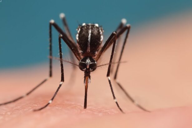 Avrupa'da sivrisinek salgını